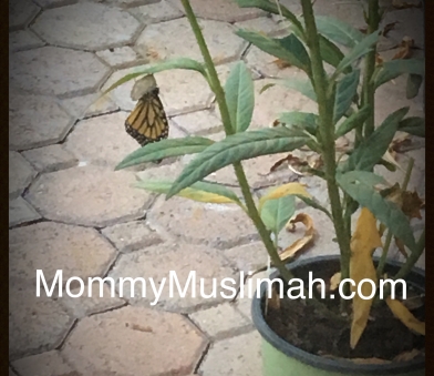 Monarch Butterfly Emerging